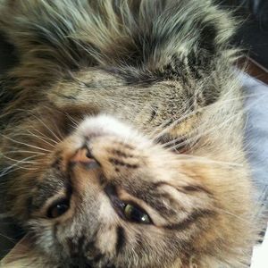 Meet your Posher, Lana